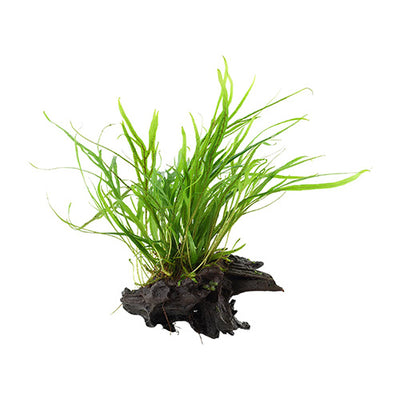 Microsorum Trident