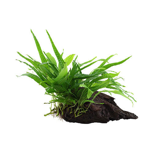 Microsorum Pteropus