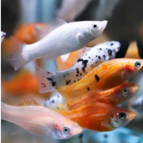 Molly Mix Roundtail - 4cm