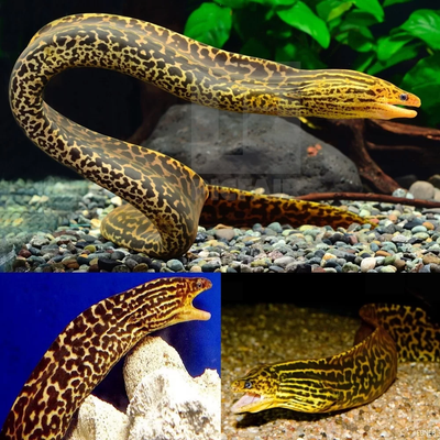 Freshwater Leopard Eel