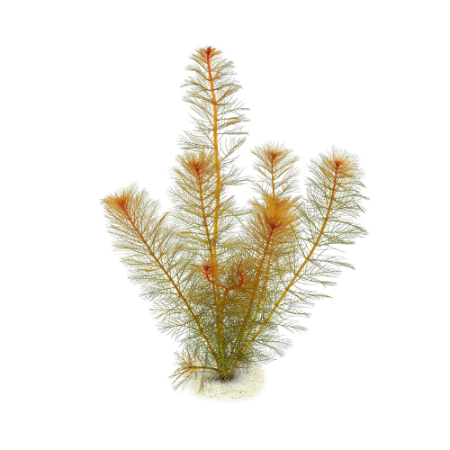 Myriophyllum Tuberculatum