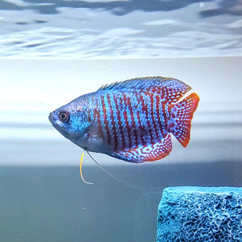 Neon Blue Dwarf Gourami - 4.5cm
