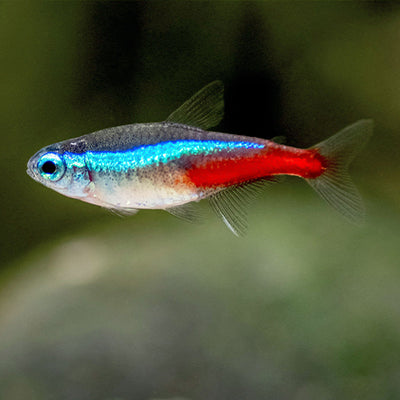 Neon Tetra