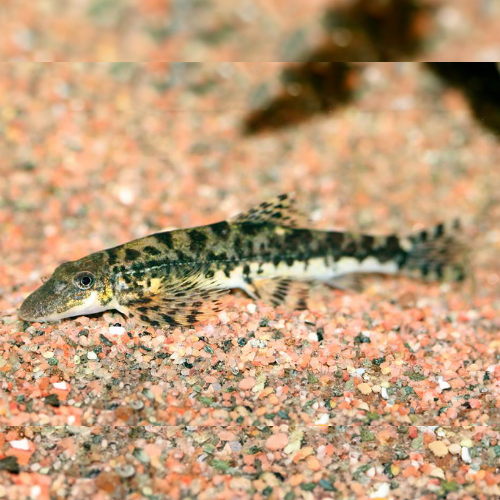 North Sumatra Hillstream Loach - 5cm