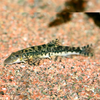 North Sumatra Hillstream Loach - 5cm