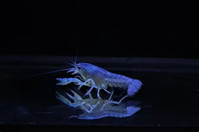 Electric Blue Claw Crayfish - 5cm