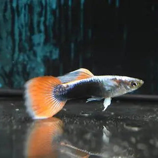 Guppy Red Luminous - L