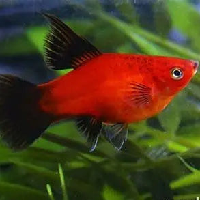 Platy Red Wag High Fin - L