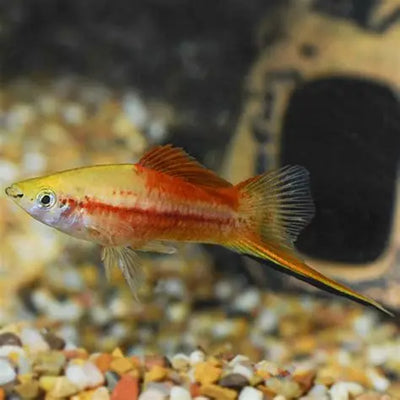 Swordtail Pineapple Wag Tail - L