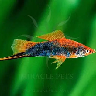 Swordtail Tiger - L
