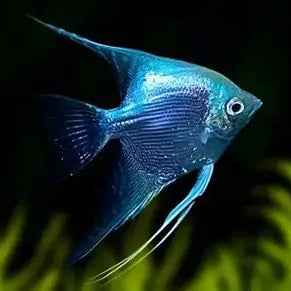 Blue Angelfish - S