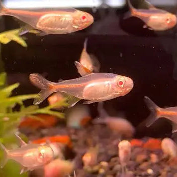 Tetra Albino Glow Light - L