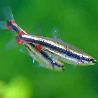 Tetra Golden Pencil - L