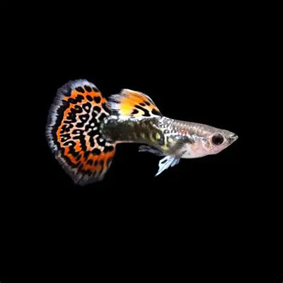 Guppy Tiger Elephant Ear - L