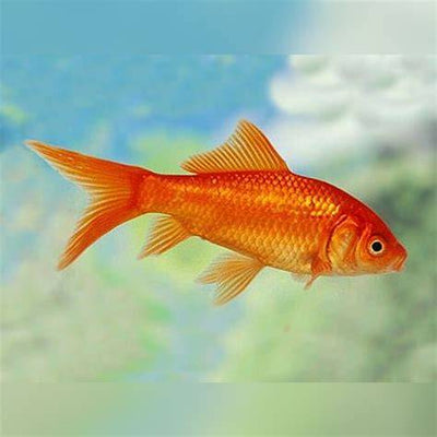 Goldfish Red Comet - 4cm