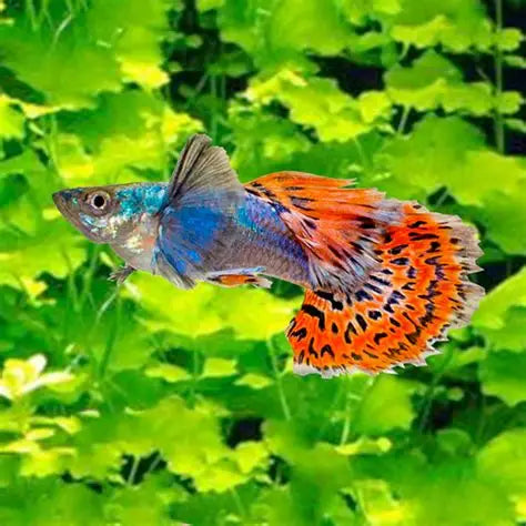 Guppy Elephant Ear Mossiac - L