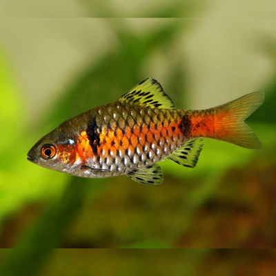 Odessa Barb - 4cm