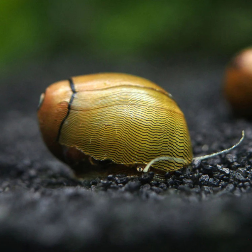 Olive Green Nerite Snail - 2cm