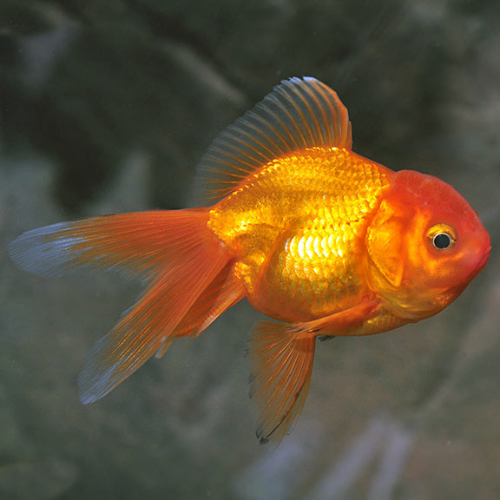 Oranda - M