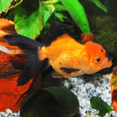 Orange Black Oranda Goldfish - 7cm
