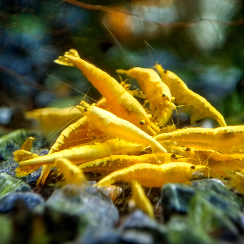 Orange Crossback Shrimp