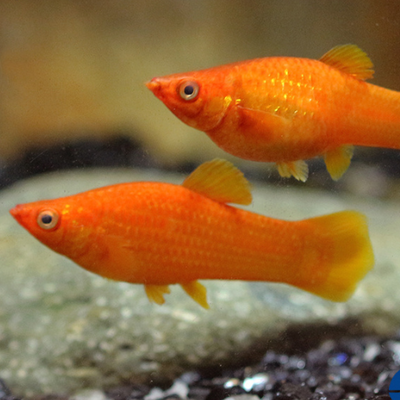 Orange Molly - L