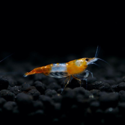Orange Rili Shrimp - 2cm