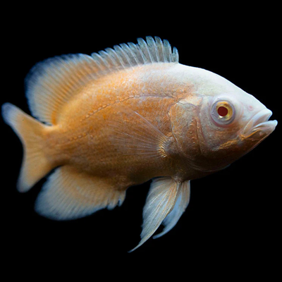 Oscar Albino Copper - 2.5"