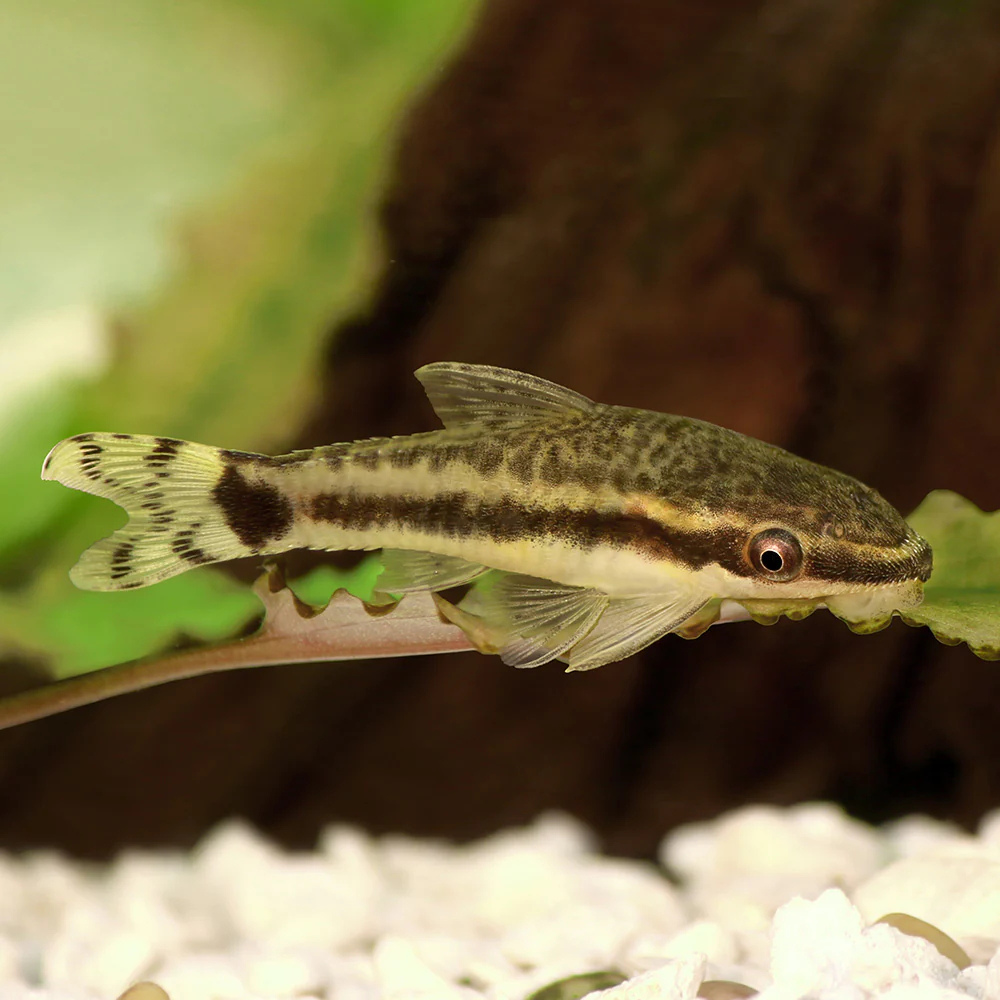 Otocinclus - 3cm