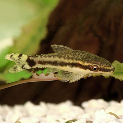 Otocinclus - 3cm