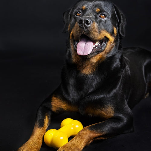 TastyBone Nylon Giant Dog - Chicken