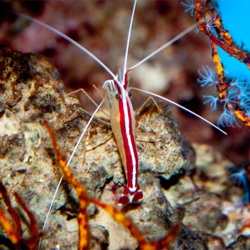 Painted Cleaner Shrimp
