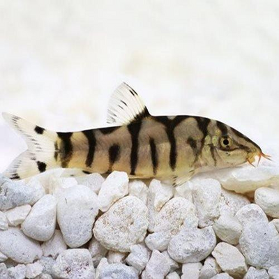 Pakistani Botia - 4cm
