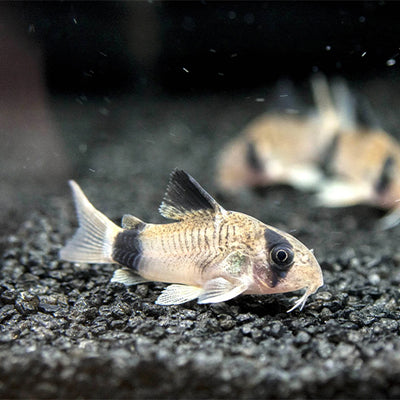 Panda Corydora