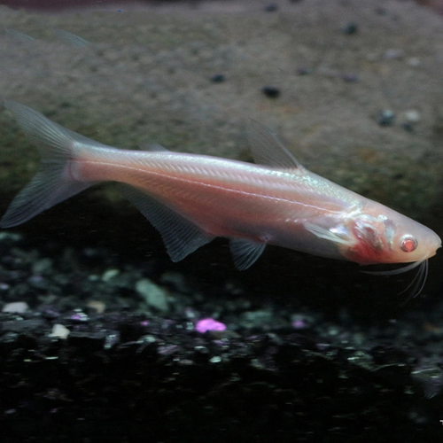 Pangasius Sutchi Albino - 5cm