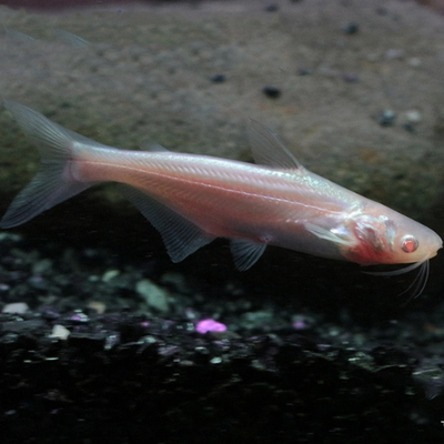 Pangasius Sutchi Albino - 5cm