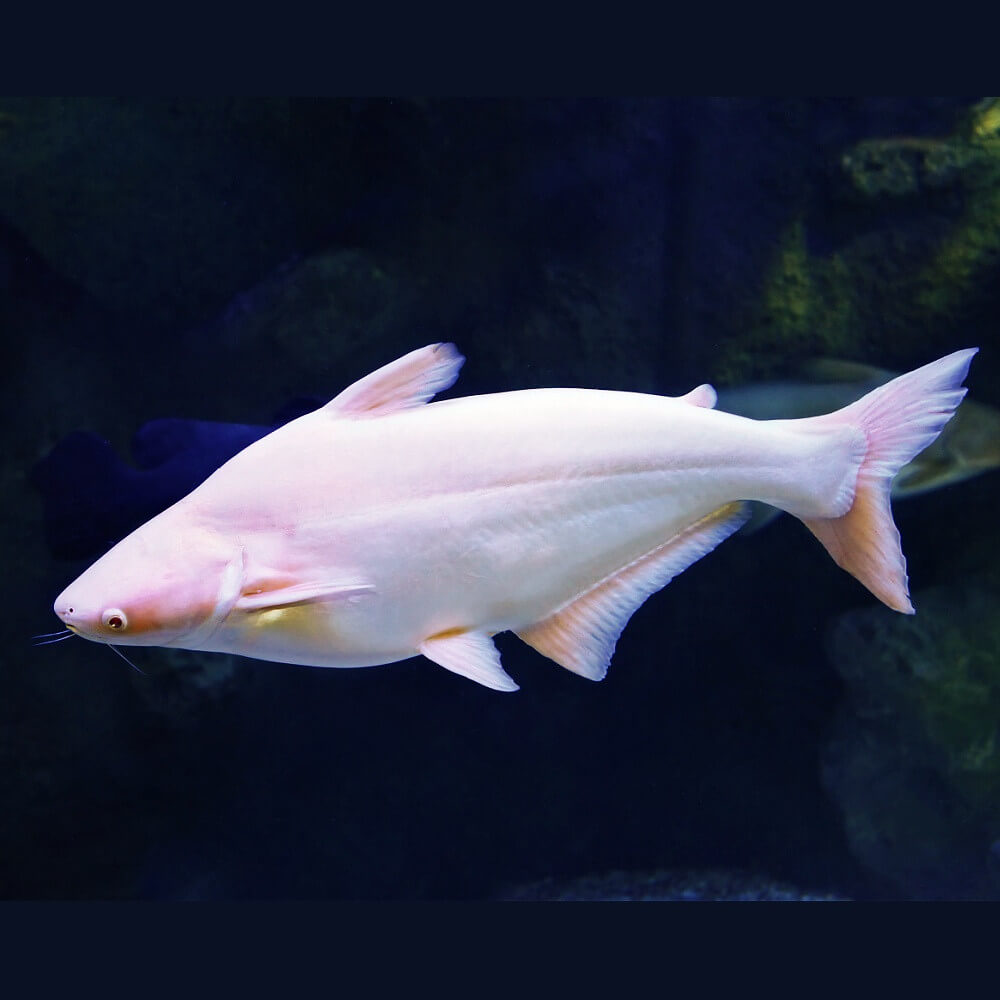 Catfish Albino - 6-7cm