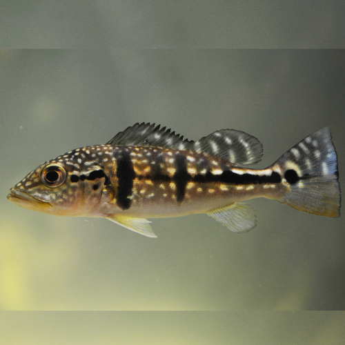 Peacock Bass Azul - 10cm