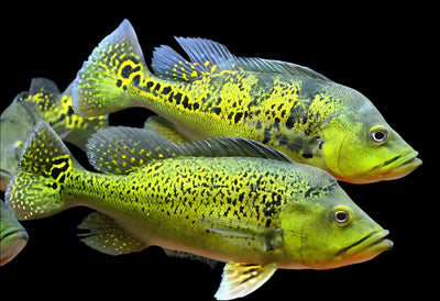 Peacock Bass Kelberi - 10cm