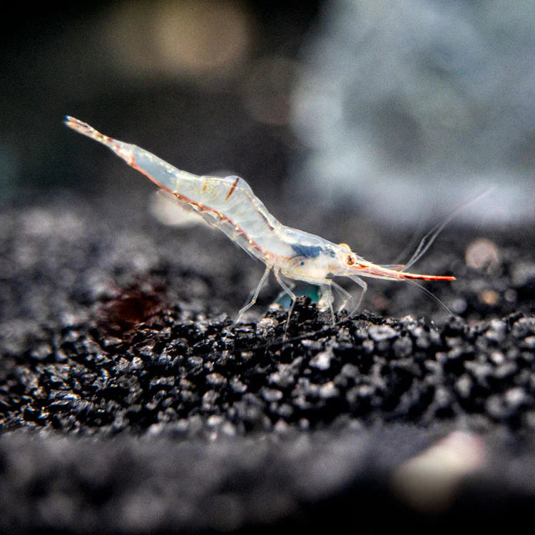 Pinokio Shrimp