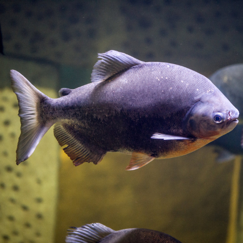 Plain Pacu - 5cm