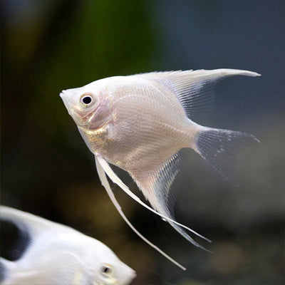 Platinum Angelfish - 6cm