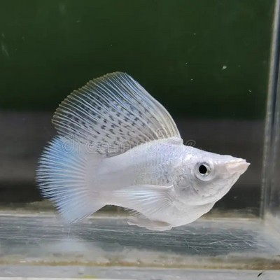 Platinum Molly Balloon Roundtail - L