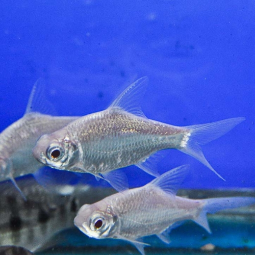 Platinum Tinfoil Barb - 5cm