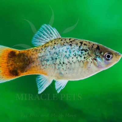 Platy Calico Variatus - L