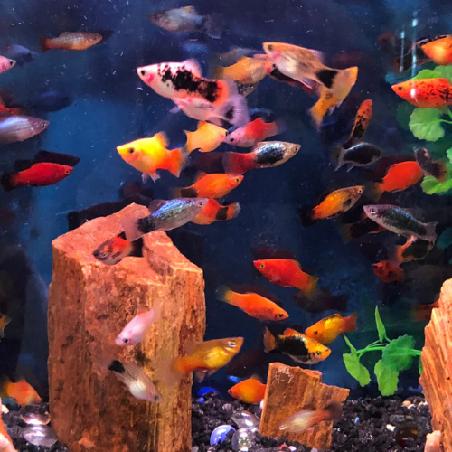 Platy Assorted - 2.5cm