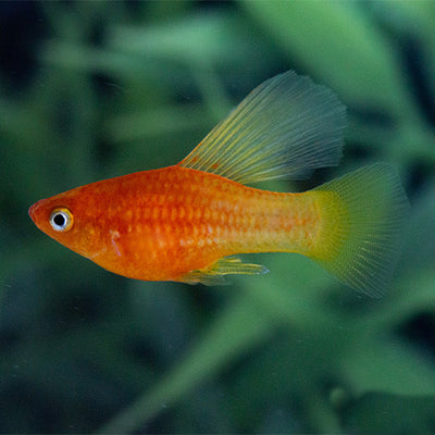 Platy Sunrise