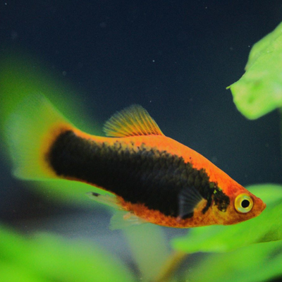 Platy Tuxedo - L