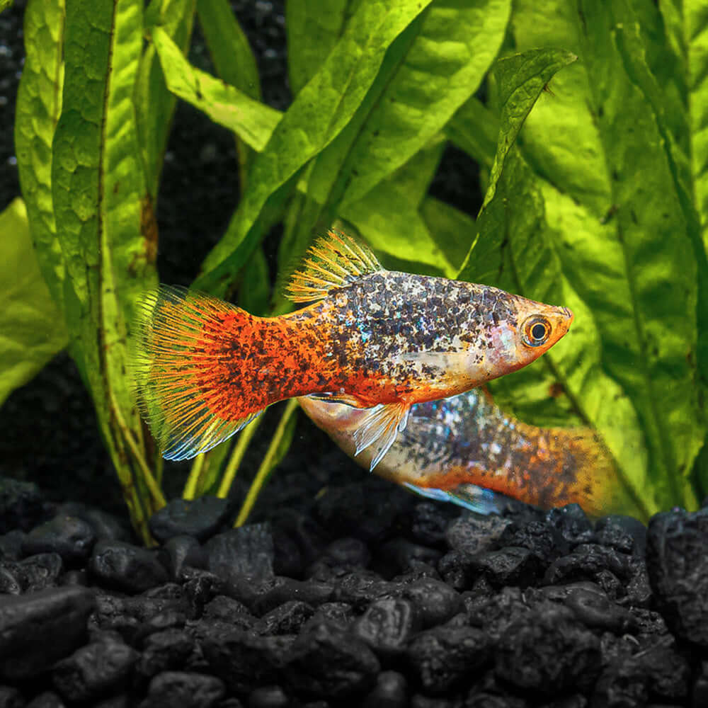 Platy Carolina Longfin
