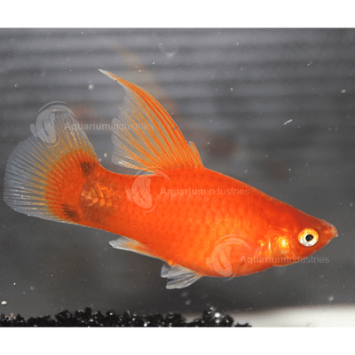 Platy Red Hi-Fin - L